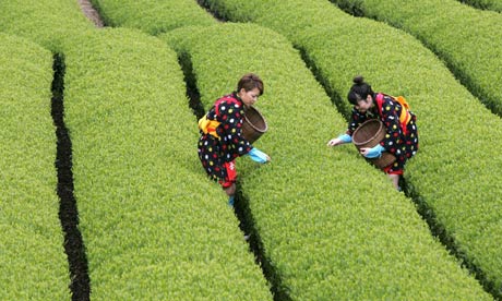 Green Tea Field