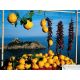 Lemon di´Sorrento Premium