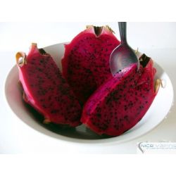 Dragon Fruit Premium