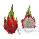 Dragon Fruit Premium